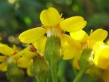 Senecio angulatus. Соцветие-корзинка (вид сбоку). Испания, Каталония, провинция Girona, Costa Brava, Sant Feliu de Guíxols, на приморском обрыве. 26 октября 2008 г.