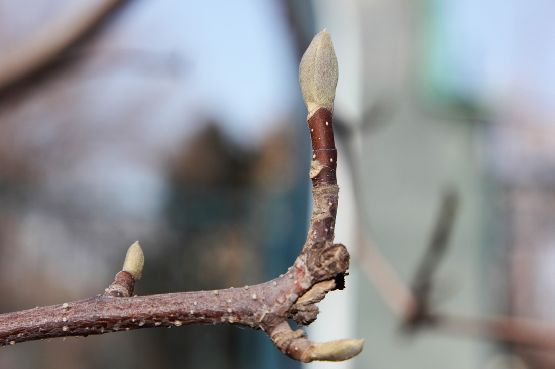 Image of Magnolia × soulangeana specimen.