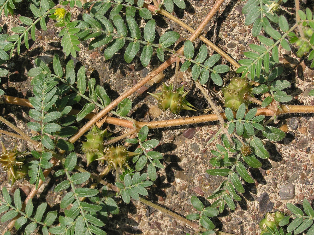 Image of Tribulus terrestris specimen.