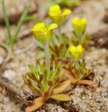 Ceratocephala orthoceras