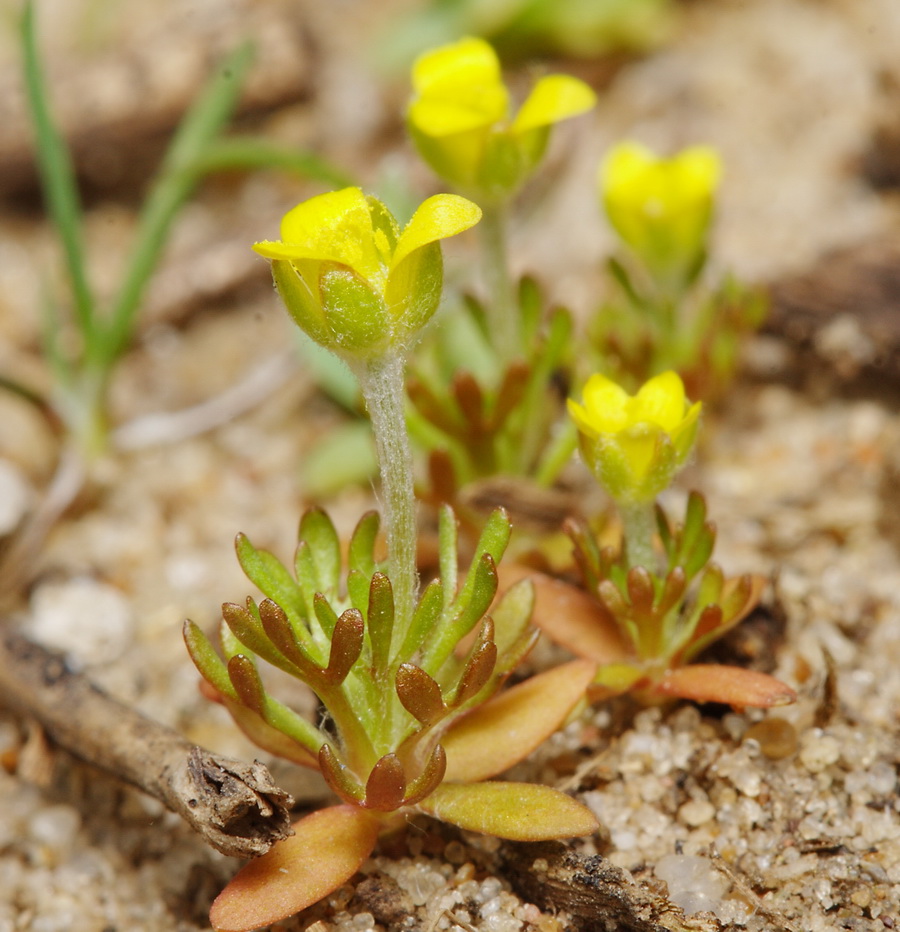 Изображение особи Ceratocephala orthoceras.