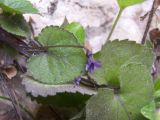 genus Viola