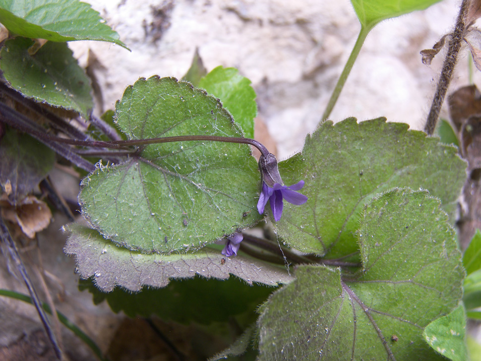 Image of genus Viola specimen.