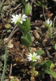 Cerastium glutinosum. Цветущие растения. Крым, Байдарская яйла. 26 апреля 2012 г.