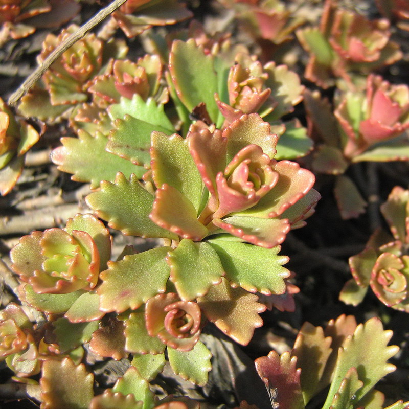 Image of Aizopsis hybrida specimen.