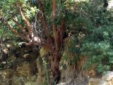 Arbutus andrachne