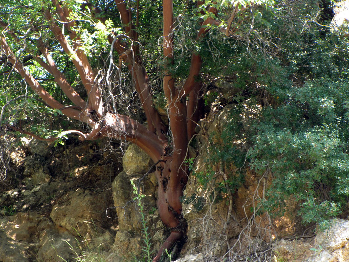 Image of Arbutus andrachne specimen.