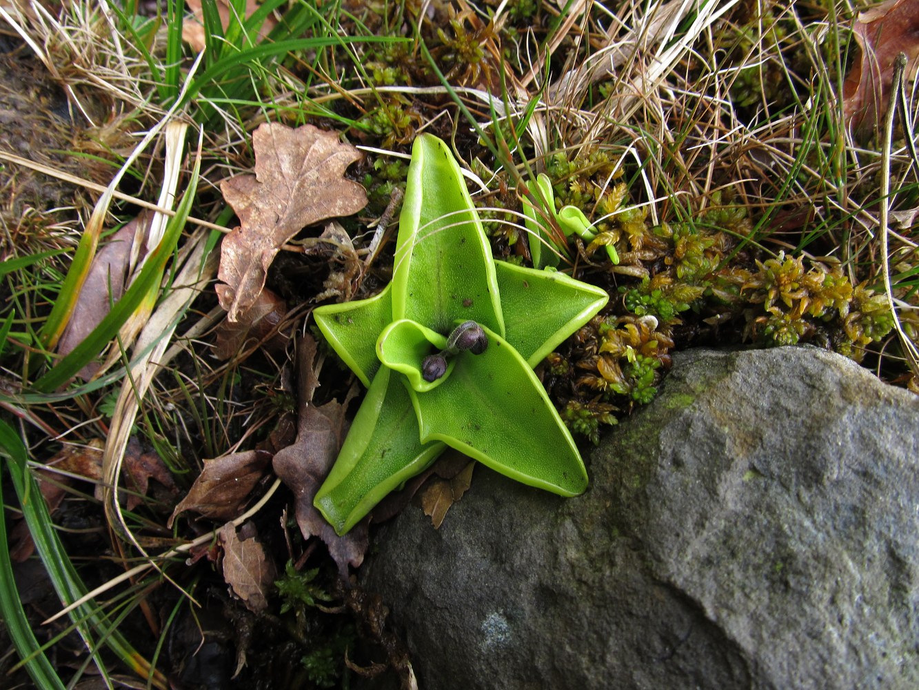 Изображение особи Pinguicula grandiflora.