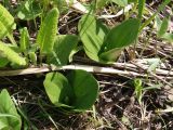 Listera ovata