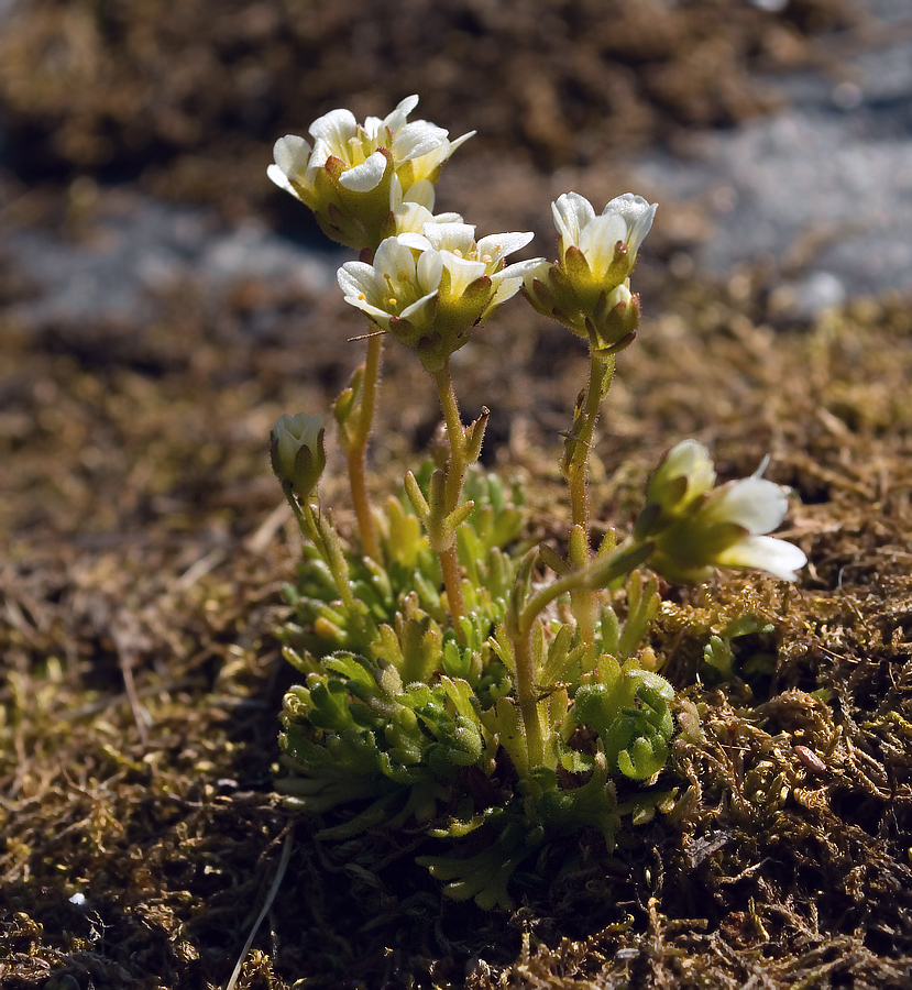 Изображение особи Saxifraga cespitosa.