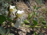 Capparis herbacea