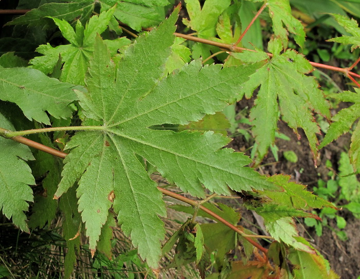 Изображение особи Acer sieboldianum.