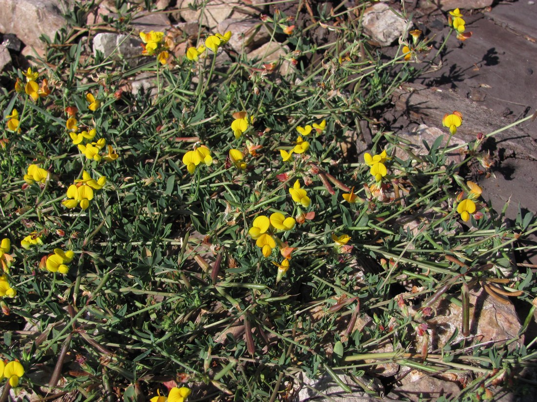 Image of Lotus corniculatus specimen.