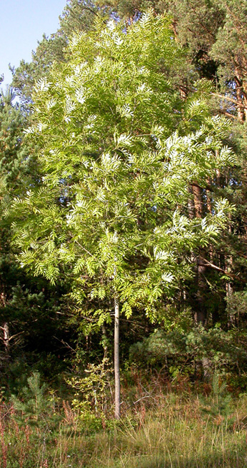 Изображение особи Fraxinus excelsior.