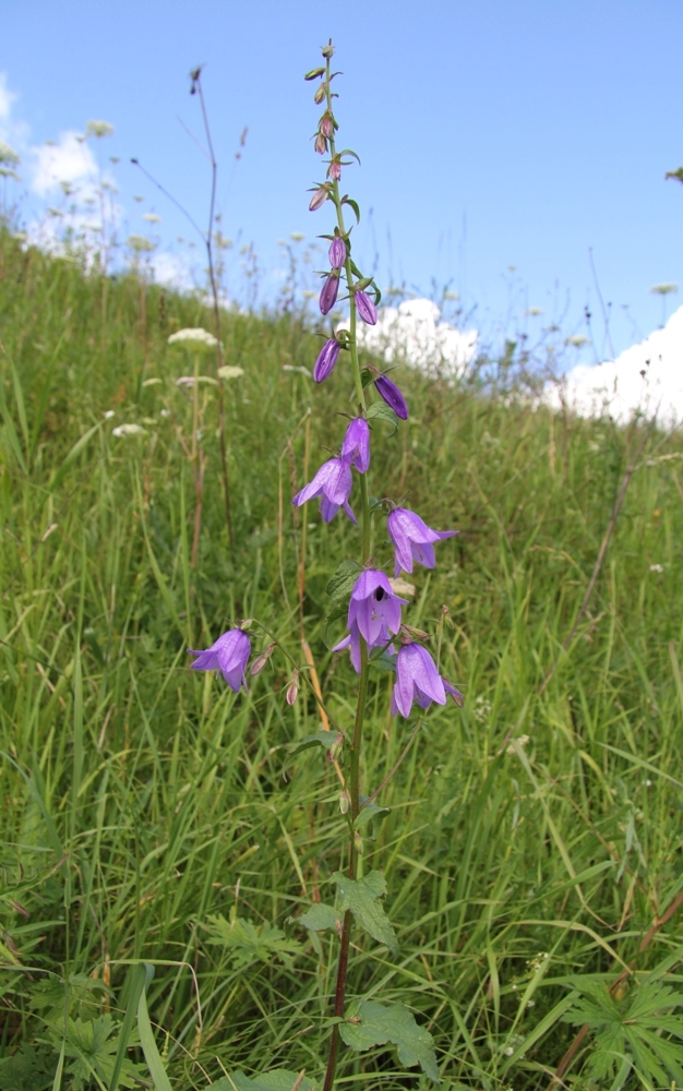 Изображение особи Campanula rapunculoides.