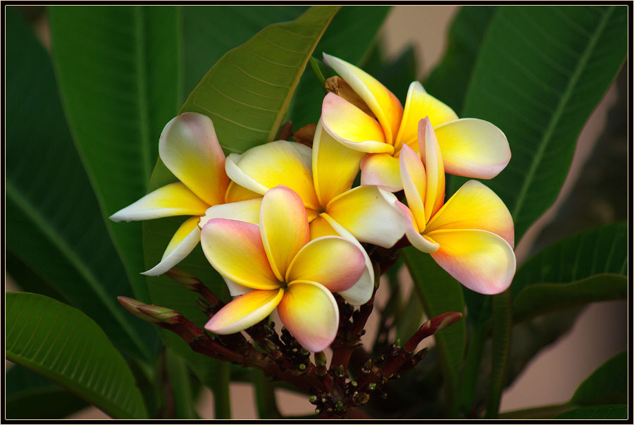 Изображение особи Plumeria rubra.