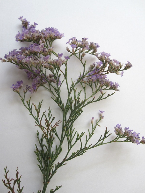 Изображение особи Limonium coralloides.