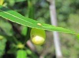 Salix acutifolia