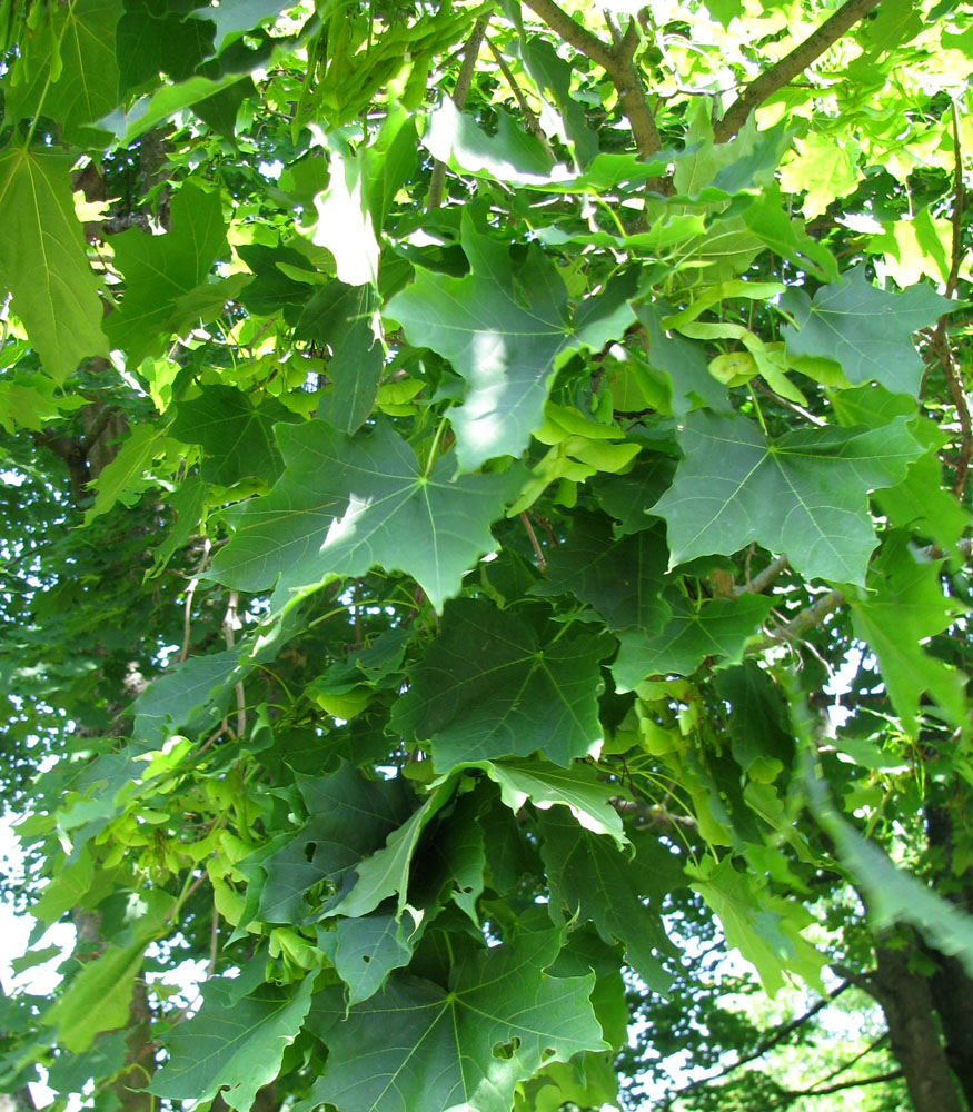 Image of Acer platanoides specimen.