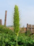 Setaria viridis