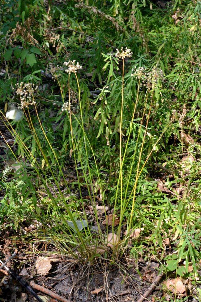 Image of Allium angulosum specimen.