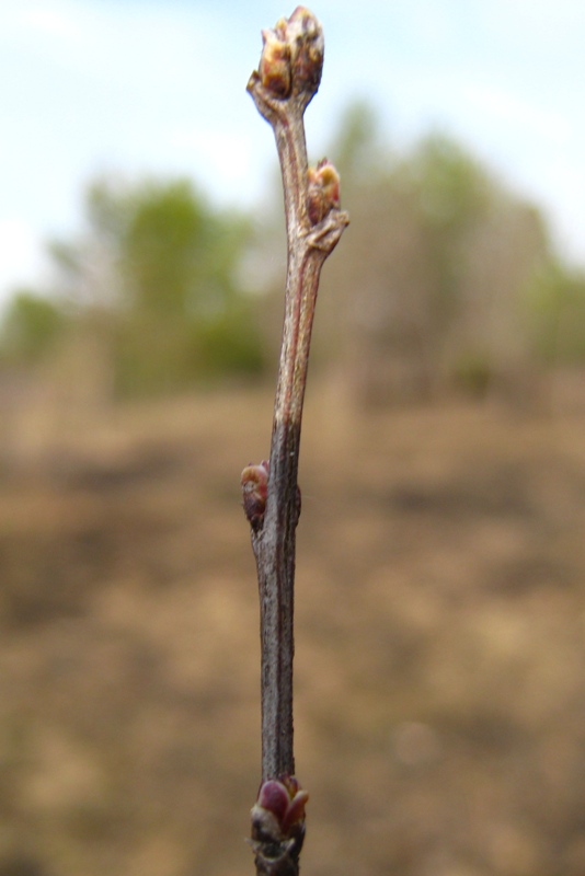 Image of Caragana frutex specimen.