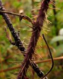 Rosa acicularis