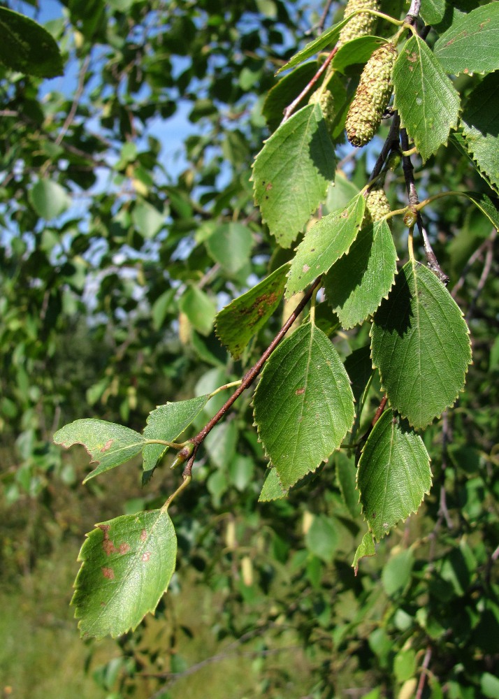 Изображение особи род Betula.