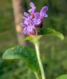 Prunella vulgaris. Верхушка цветущего растения. Подмосковье, окр. г. Одинцово,смешанный лес. Сентябрь 2012 г.