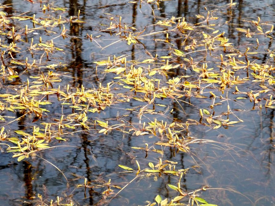 Image of Potamogeton alpinus specimen.