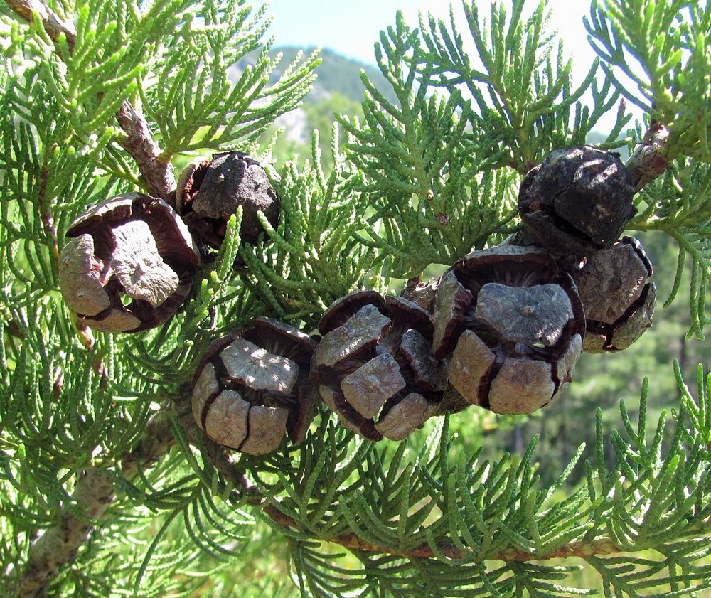 Image of Cupressus sempervirens specimen.