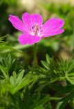 Geranium sanguineum