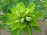 Euphorbia borodinii. Верхушка зацветающего побега. Коми, Княжпогостский р-н, пос. Серёгово, р. Вымь. 23.06.2012.