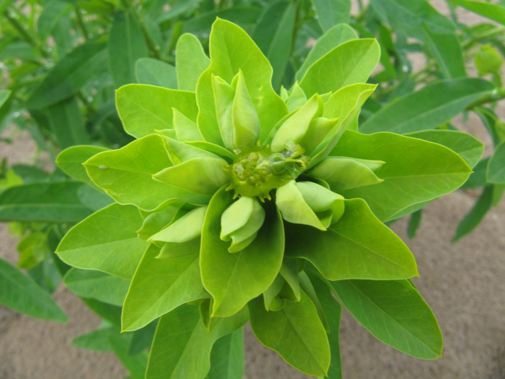 Image of Euphorbia borodinii specimen.