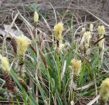 Carex ericetorum