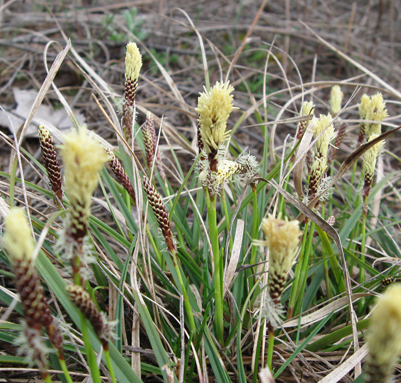 Изображение особи Carex ericetorum.