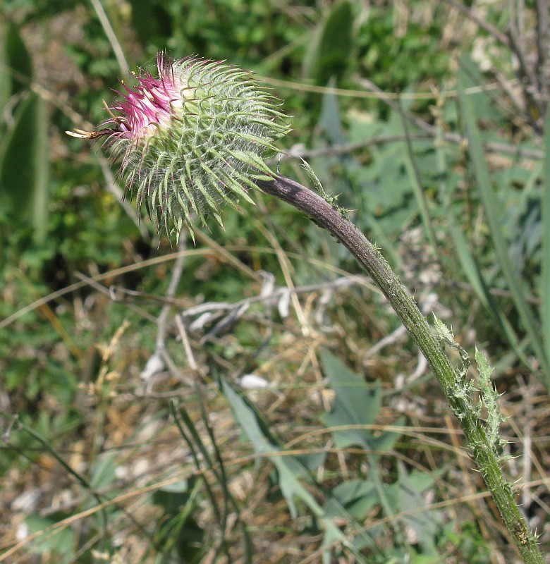 Image of Carduus uncinatus ssp. davisii specimen.