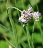 род Allium. Соцветие. Москва, БС МГУ. 09.06.2012.