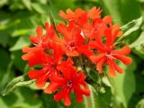 Lychnis chalcedonica