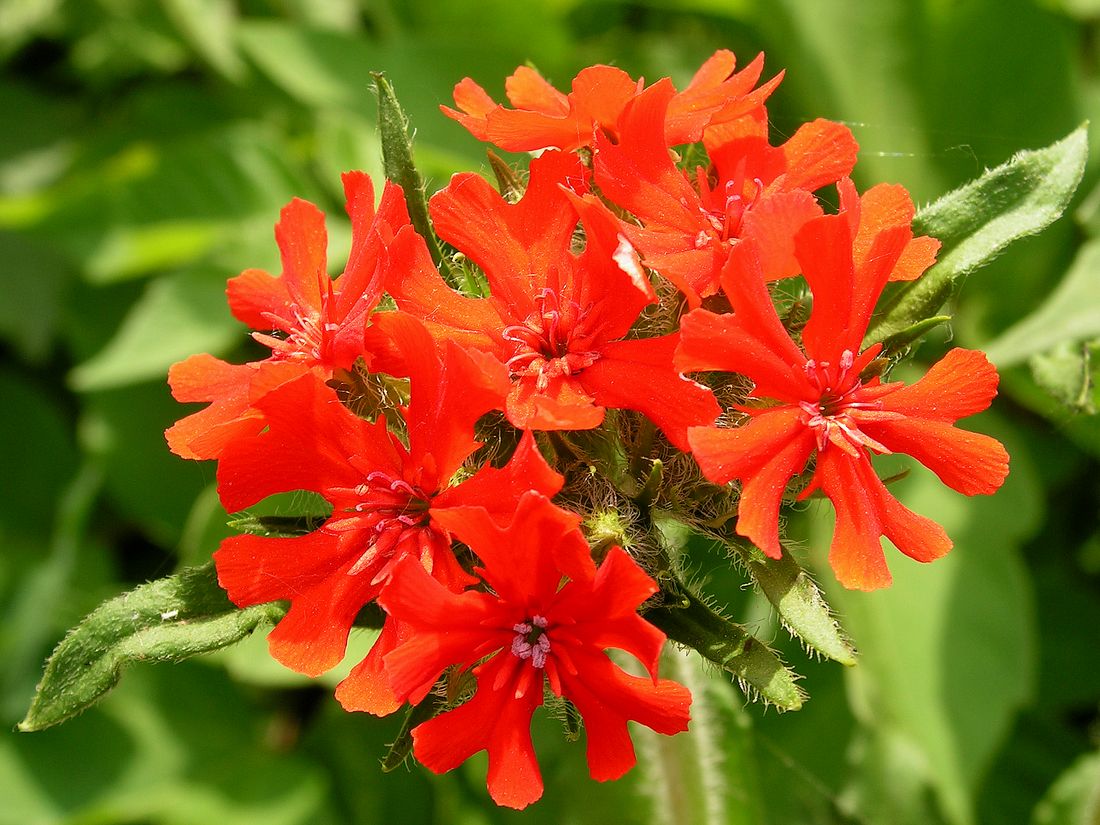 Изображение особи Lychnis chalcedonica.