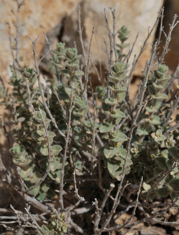 Image of Origanum ramonense specimen.