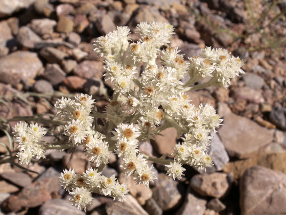 Image of Anaphalis racemifera specimen.