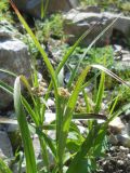 Luzula sylvatica