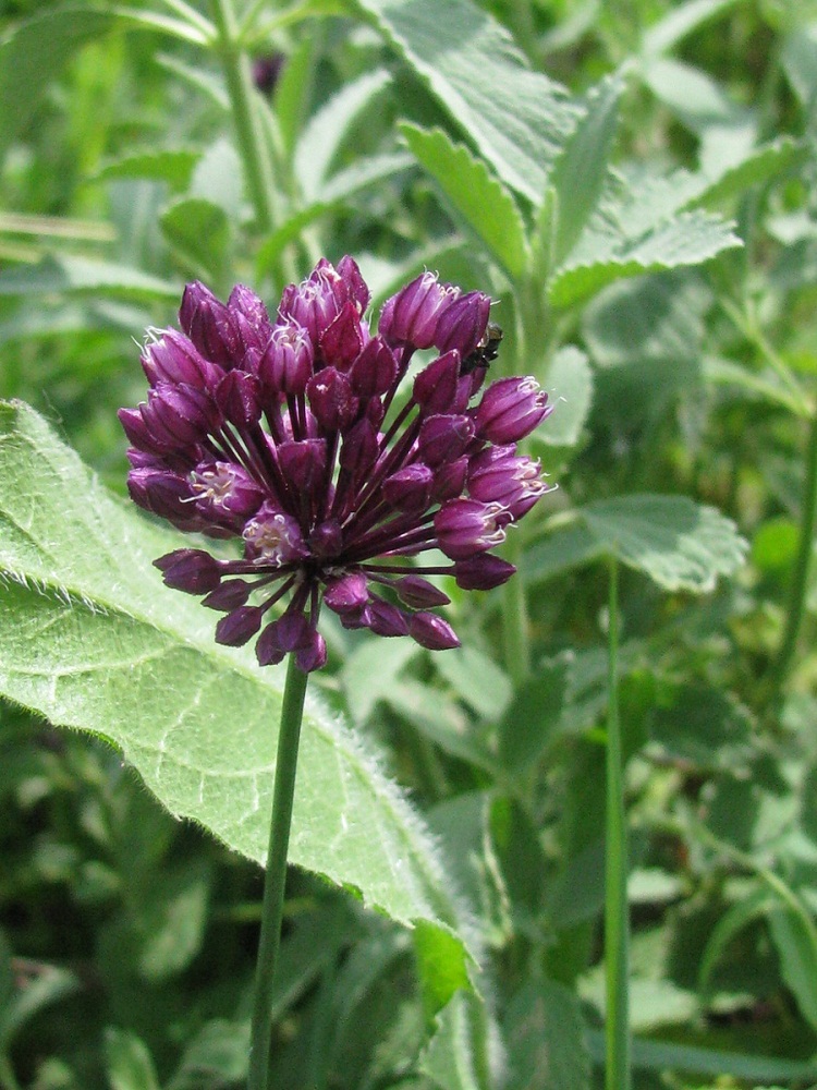 Image of Allium rotundum specimen.