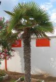 Trachycarpus fortunei. Взрослое растение. Италия, Римини, в культуре. 19.06.2010.