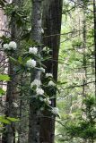 Rhododendron fauriei