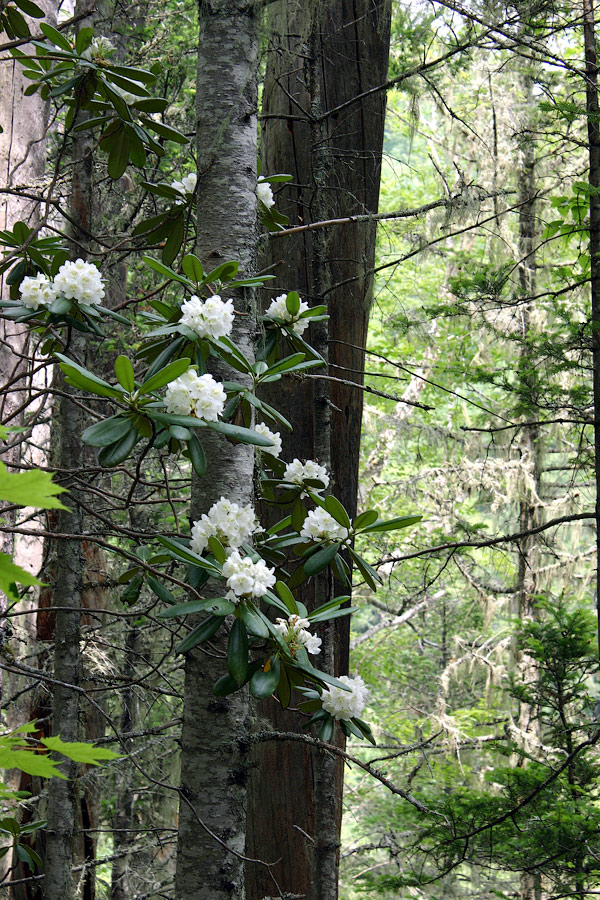 Image of Rhododendron fauriei specimen.