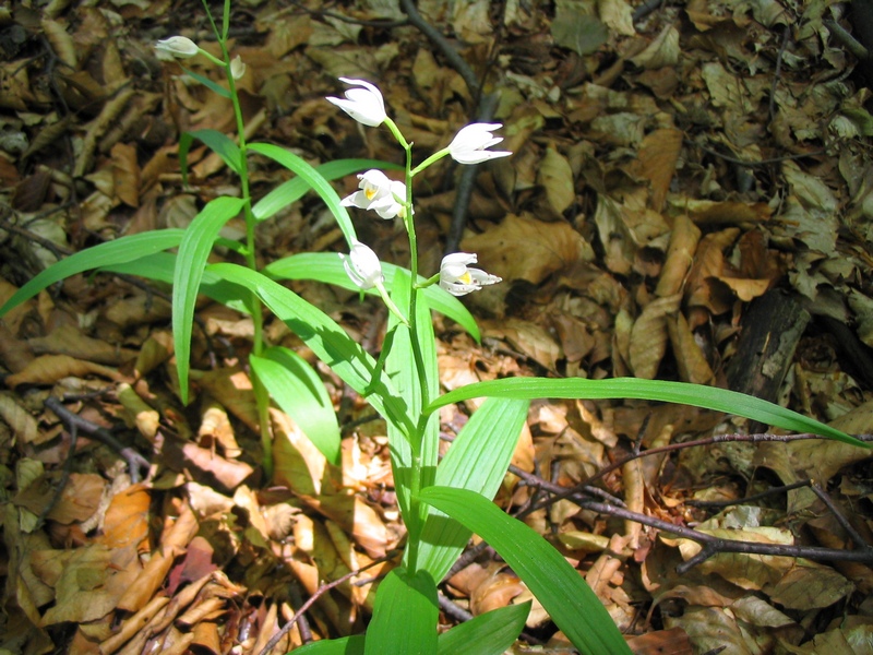 Изображение особи Cephalanthera longifolia.