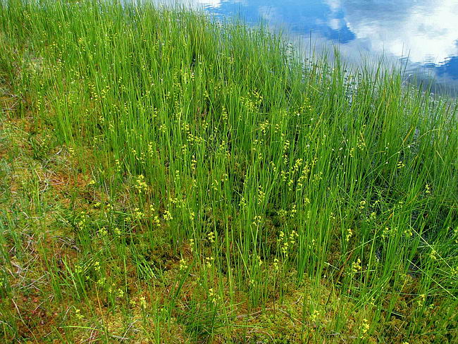 Изображение особи Scheuchzeria palustris.