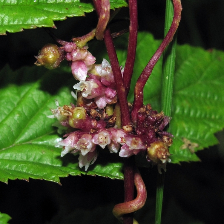 Image of Cuscuta europaea specimen.